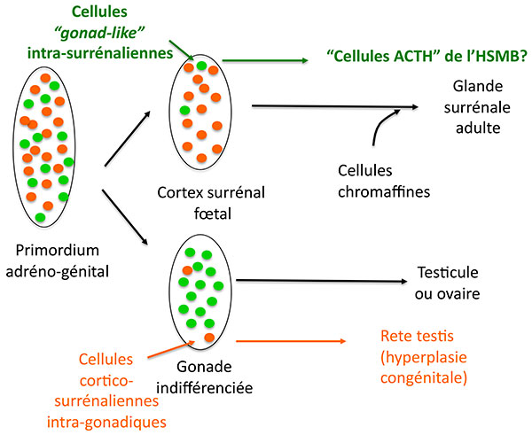 Hypothèse sur l’origine des cellules surrénaliennes sécrétant de l’ACTH